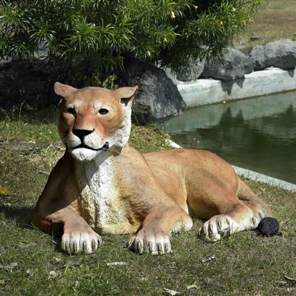 Big Grand lioness life size sculpture laying down ferocious feline garden
